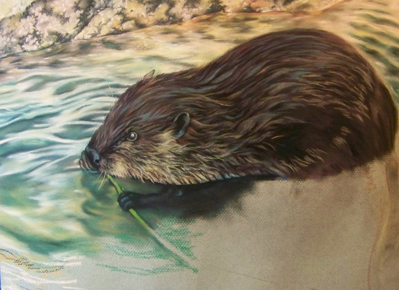 Beaver Animal Drawing